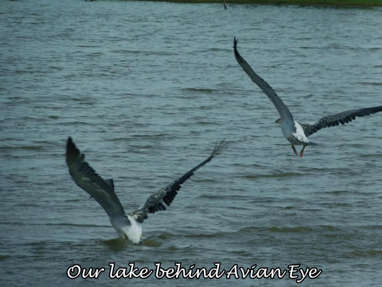Appartamento Yala Avian Eye Safari Buttala Esterno foto
