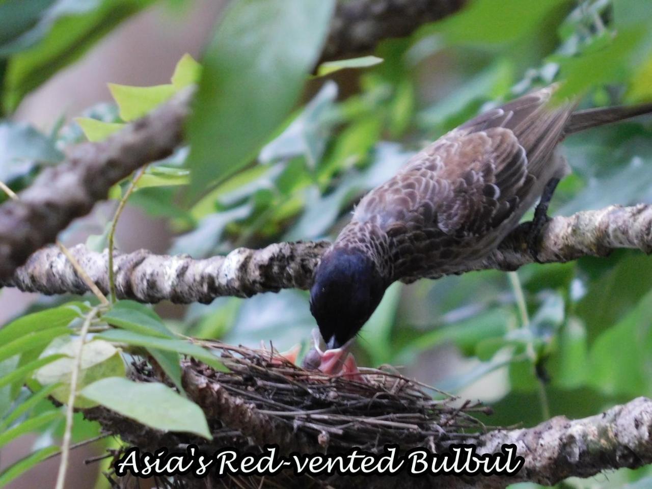 Appartamento Yala Avian Eye Safari Buttala Esterno foto
