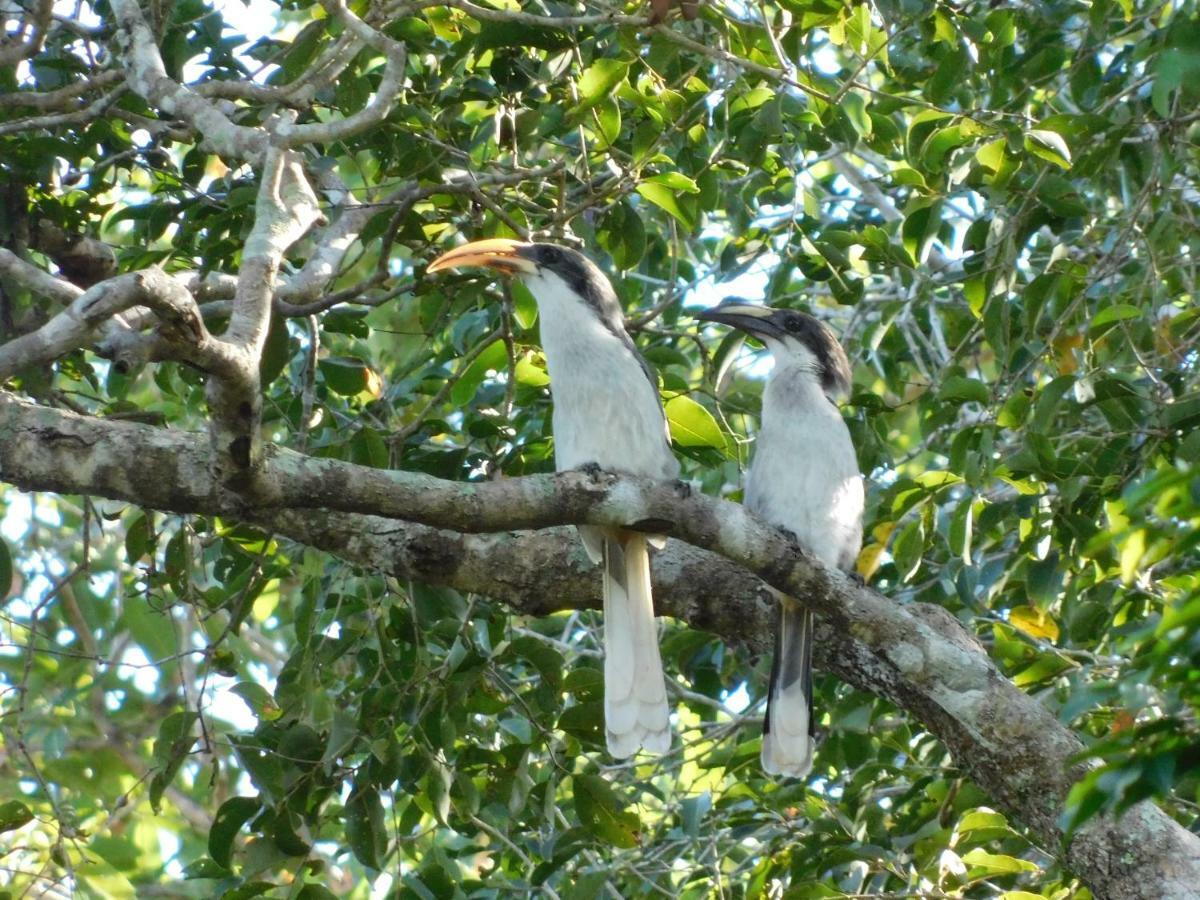 Appartamento Yala Avian Eye Safari Buttala Esterno foto